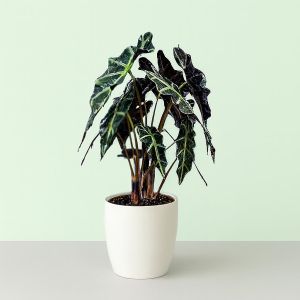 Alocasia polly