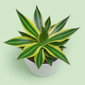 Agave lophanta 13 cm