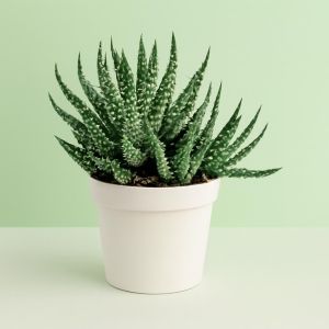 Aloe humilis shark 10