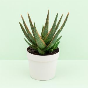 Aloe Zebrina Dannyz 10 Studio