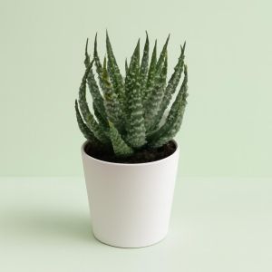 Aloe Humilis Shark 7 cm