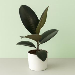 Ficus elastica Abidjan 12 cm