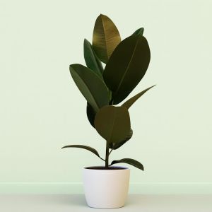 Ficus Robusta 17 cm