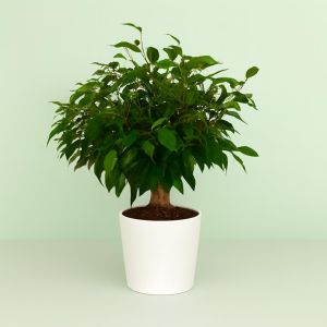 Ficus Kinky Jute 12 cm