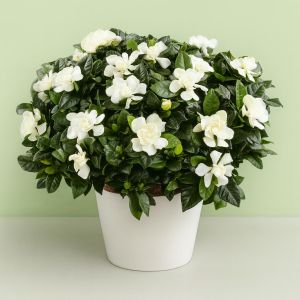 Gardenia Heester