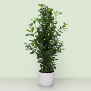 Ficus microcarpa Moclame