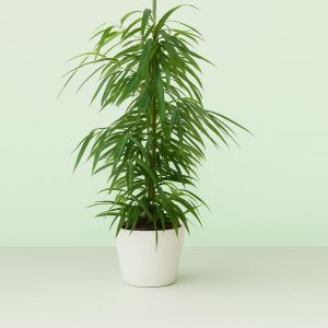 Ficus binnendijkii Alii