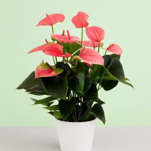Anthurium roze v2