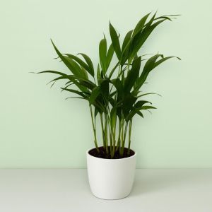 Areca Dypsis v2