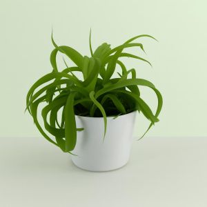 Chlorophytum bonnie Green
