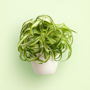 Chlorophytum comosum variegatus