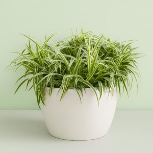 Chlorophytum comosum 'Ocean'