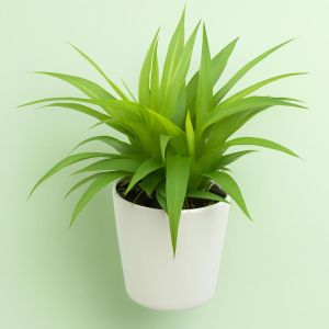Chlorophytum Lemon