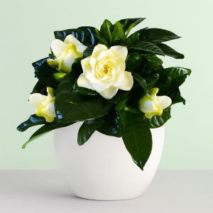 Gardenia Heester