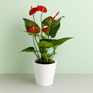 Anthurium Red 12 cm