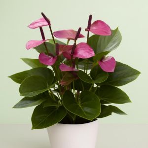 Anthurium Baby Purple