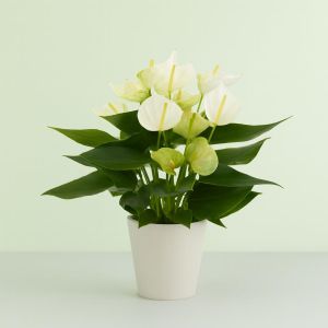 Anthurium wit