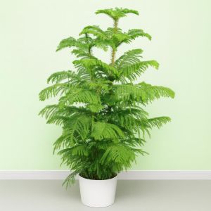 Araucaria heterophylla