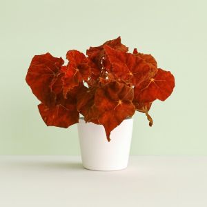 Begonia Autumn Ember