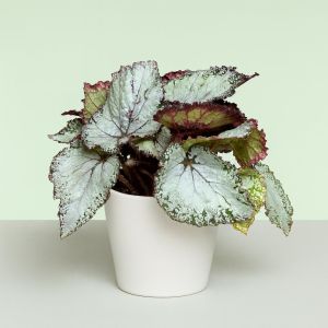 Begonia Grey