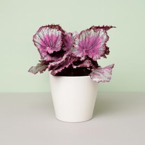 Begonia Purpe