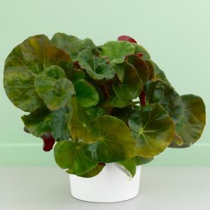 Begonia red-green round leaf