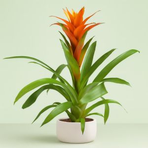 Guzmania Orange