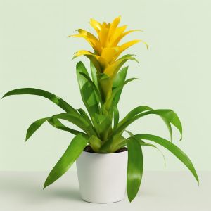 Guzmania yellow