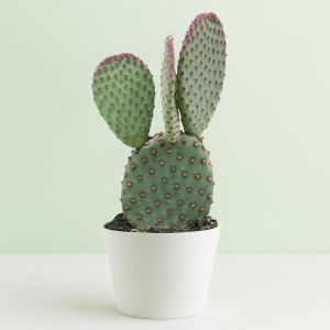 Opuntia macrosalyx.jpg