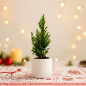 Picea conica 9 cm pot