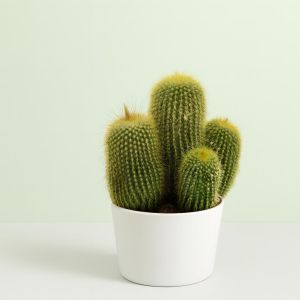 Eriocactus leninghausii 12cm