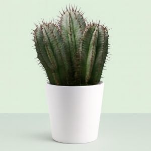 Euphorbia horrida.jpg