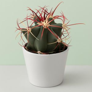 Ferocactus covilei.jpg