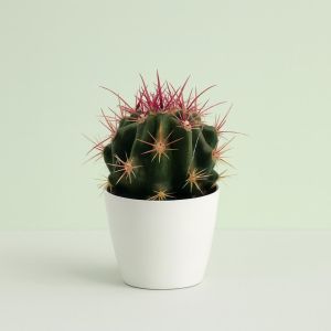 Ferocactus stainesii 8