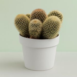 Mammillaria plicayensis 12cm