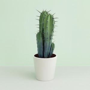 Myrtillocactus geometrizans groep 17cm