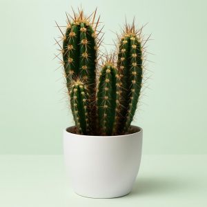 neocardenasia  herzogiana.jpg