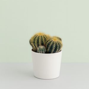 Notocactus magnificus 12cm