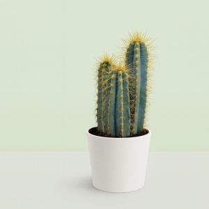 Pilosocereus azureus 10