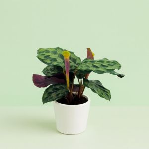 Calathea Helen Kennedy