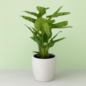 Calathea Leopardina 12 cm