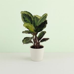 Calathea Marion