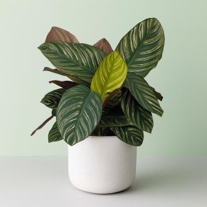 Calathea Ornata