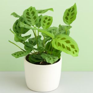 Maranta leuconeura Kerchoveana