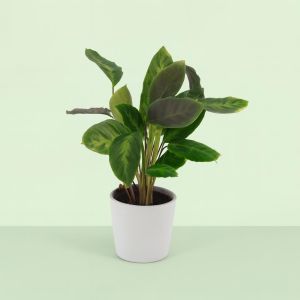 Calathea Waterfresh V2