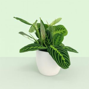 Maranta Citroen Limoen