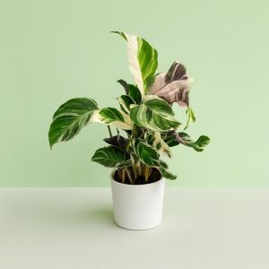 Calathea White Fushion