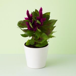 Celosia Paars