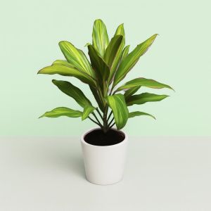 Cordyline fruticosa 'Kiwi'