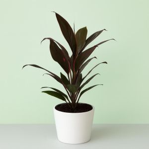 Cordyline fr Rumba